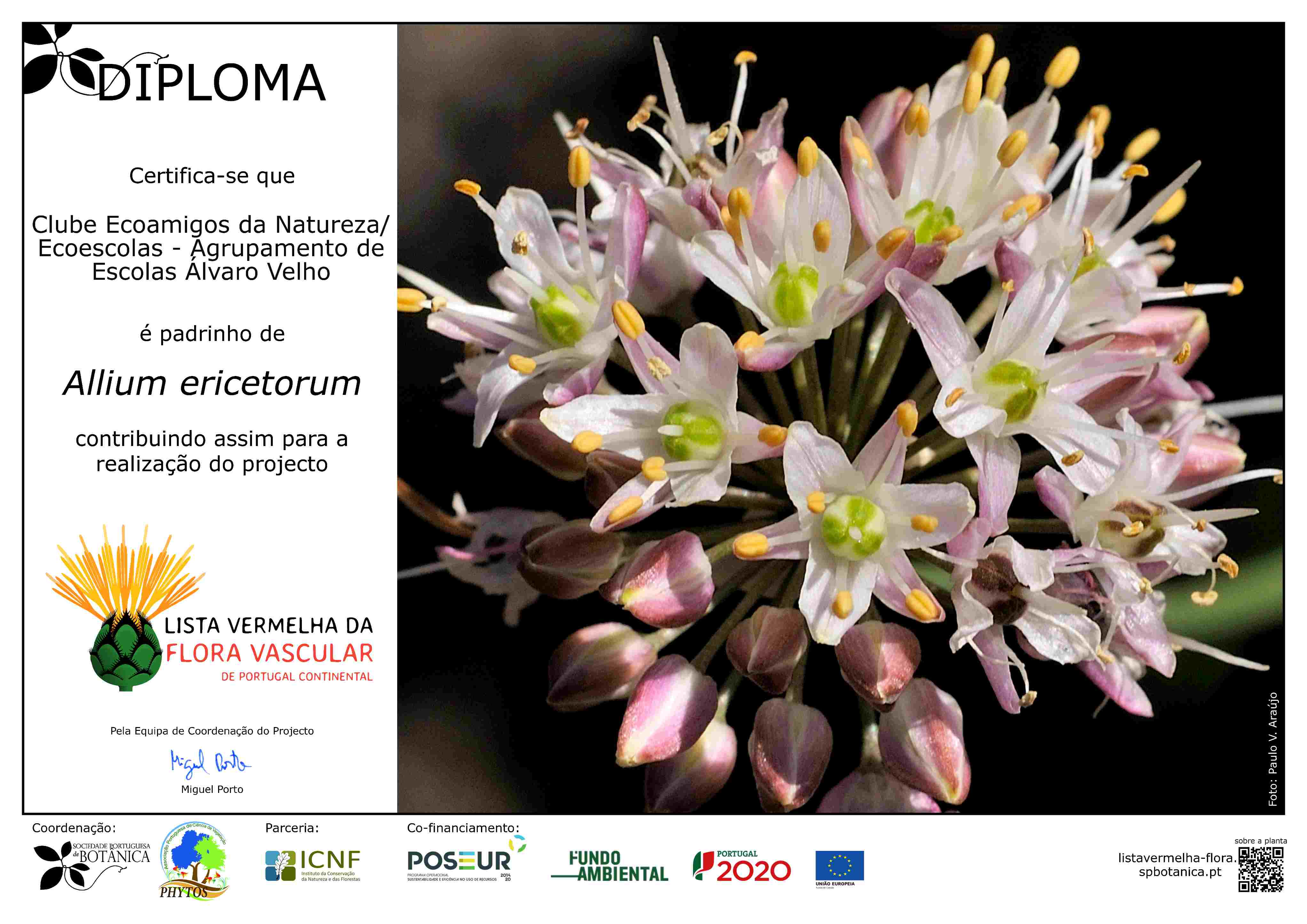 Diploma ClubeEcoamigos AV Allium ericetorum